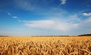 Земля в Україні: хто скуповує паї і що зміниться після відкриття ринку для юросіб